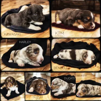 CKC registered Australian Shepherds, View more