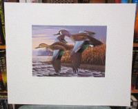 "Untitled Ducks" Wildlife Print, 14" x 17" by Ken Bucklew SIGNED