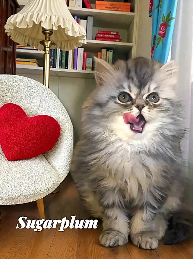 Teddy Persian kittens ( white boys n lilac tabby girl(SOLD))