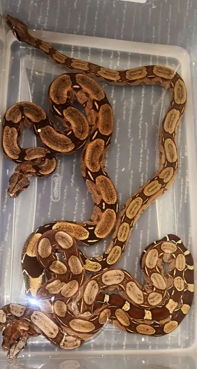 Guyana "True" Redtail Boas, View more