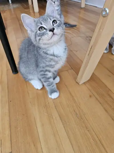 Cute British shorthair Amazing Chaton Kittens, View more