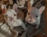  French bulldog puppies for sale. CKC registered 