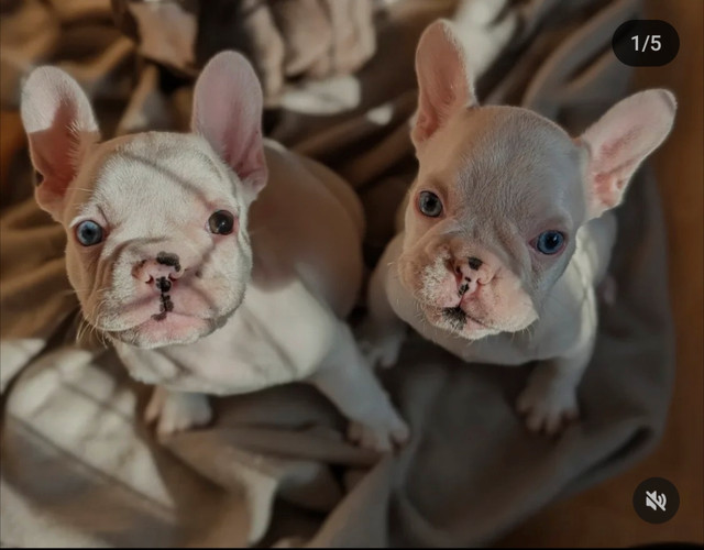  French bulldog puppies for sale. CKC registered  in Dogs & Puppies for Rehoming in Chilliwack