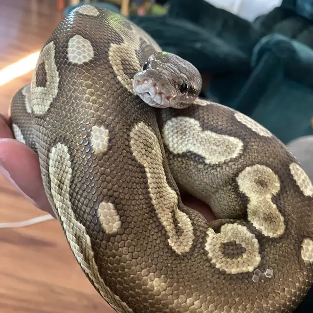 cinnamon Mohave het ultamel ballpython in Reptiles & Amphibians for Rehoming in Edmonton - Image 4