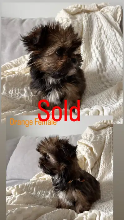 Sold Shorkie puppies!, View more