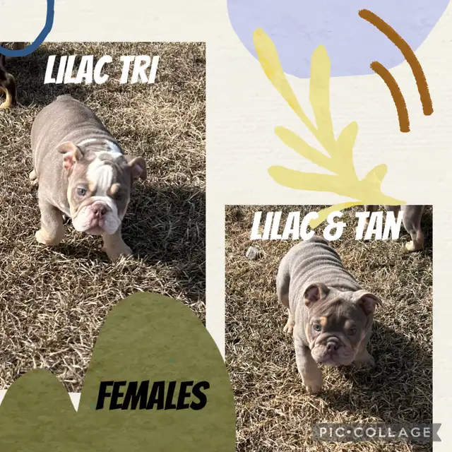 English Bulldog Puppies in Dogs & Puppies for Rehoming in Edmonton - Image 4