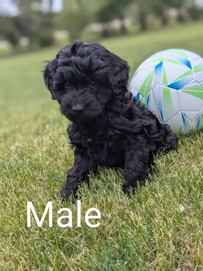 F1b mini bernedoodle Ready for forever home!, View more