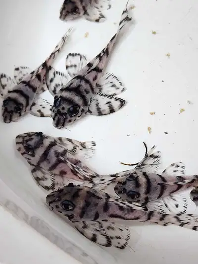 L 236 super white pleco, Voir plus