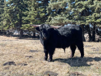 Highland bull for rent