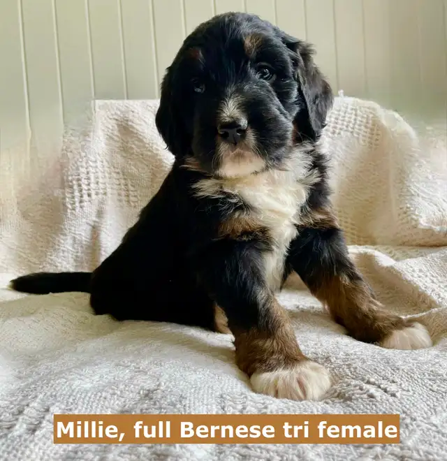 F1  tri colour hypoallergenic Bernedoodle- July 1 delivery in Dogs & Puppies for Rehoming in Calgary - Image 4