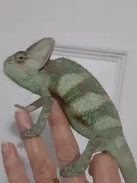 Male Veiled Chameleon