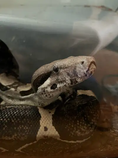 Female Anery Boa Constrictor for Sale, View more