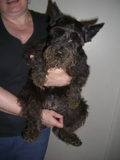 DOG WALKER AVAILABLE, View more