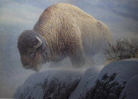 Robert Bateman Winter Bison Limited Edition canvas Print