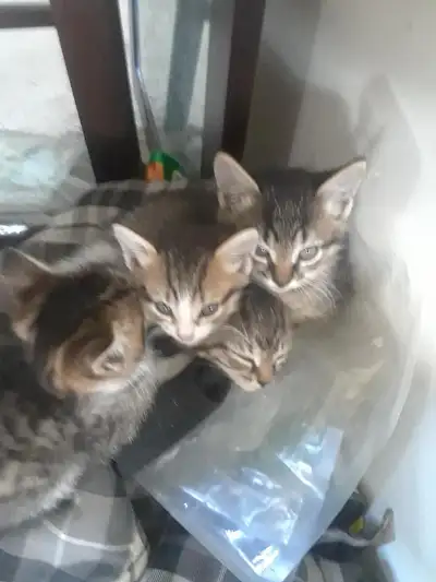 Adorable Kittens , View more