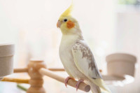 Looking for a hand tamed male cockatiel