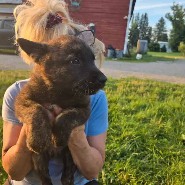 Dutch Shepherd Berger Hollandais Registered in Dogs & Puppies for Rehoming in Laval / North Shore - Image 3
