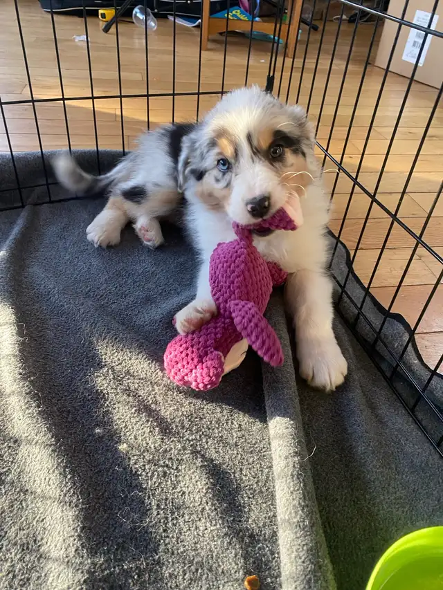 CKC Australian Shepherds Waitlist Open in Dogs & Puppies for Rehoming in Edmonton - Image 5