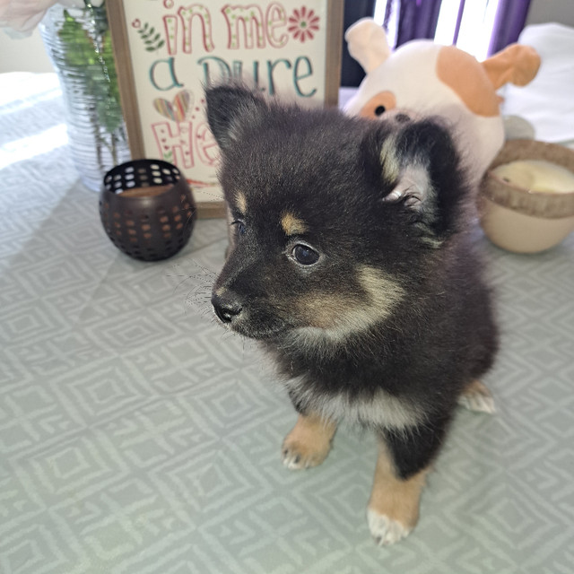 2 Pomeranian boys in Dogs & Puppies for Rehoming in North Bay - Image 4