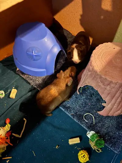 My son purchased these Guinea pigs and unfortunately never bothers with them. Due to life changes I...