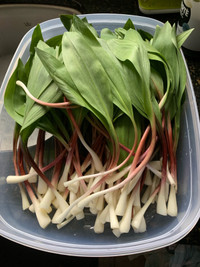 Wild Leeks / Ramps 