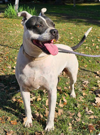 Joy-3yr female boxer mix