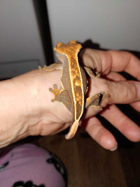 Gorgeous Rust Color Full Pinstripe Crested Gecko 