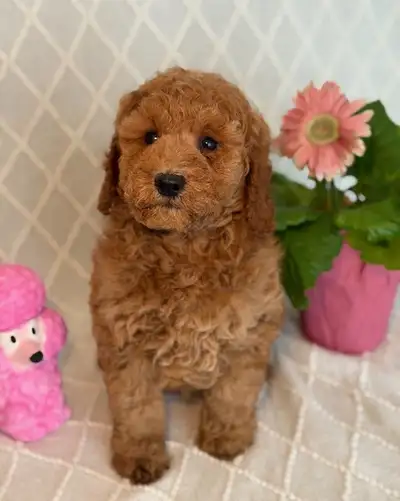 Mini Cockapoo Puppies, View more