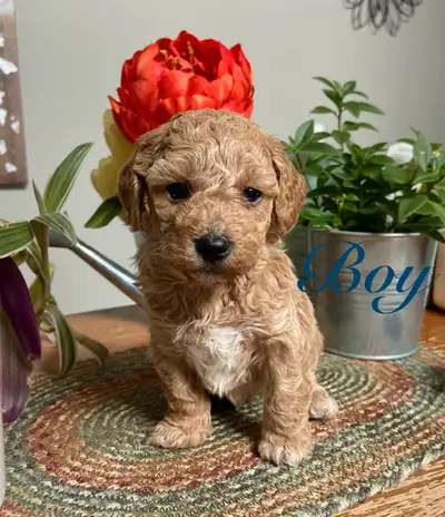 Adorable Bichonpoo’s♥️, View more