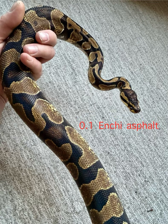 3 ball Pythons  in Reptiles & Amphibians for Rehoming in Regina - Image 2