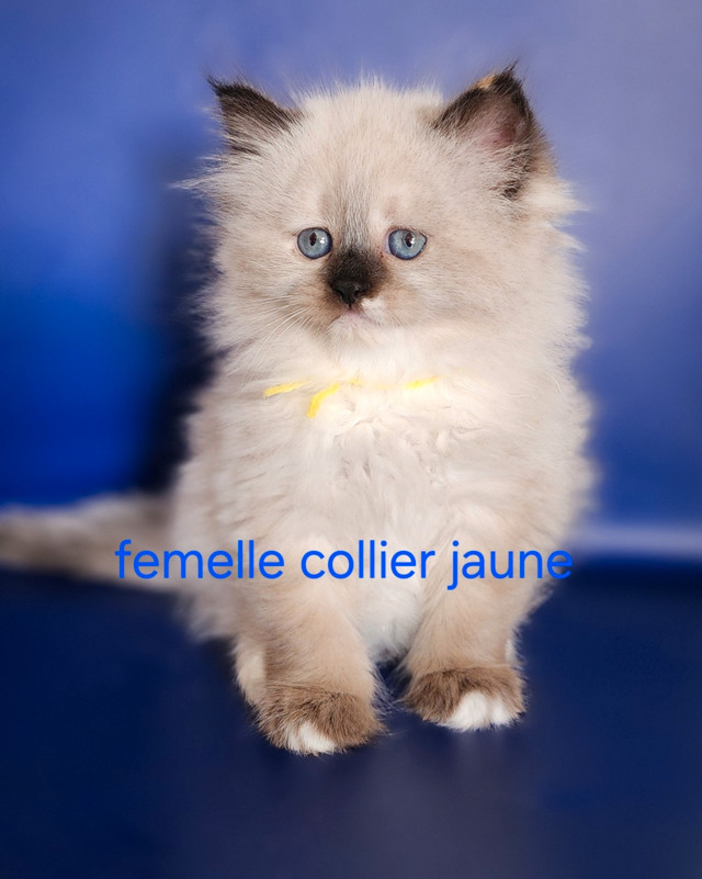 chatons siberiens neva masquerade dans Chats et chatons à adopter  à Longueuil/Rive Sud