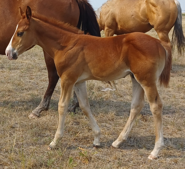2023 qh colt in Horses & Ponies for Rehoming in Brandon - Image 2