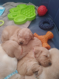 2  Beautiful purebred MALE Golden Retrieves (Ready to go)