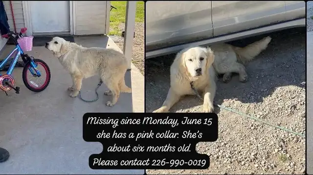  Golden retriever484084008826982400