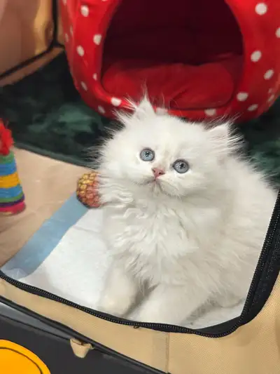 The elite pet SHOW CLASS Rare color female and male kittens British Longhair Available! Tica registe...
