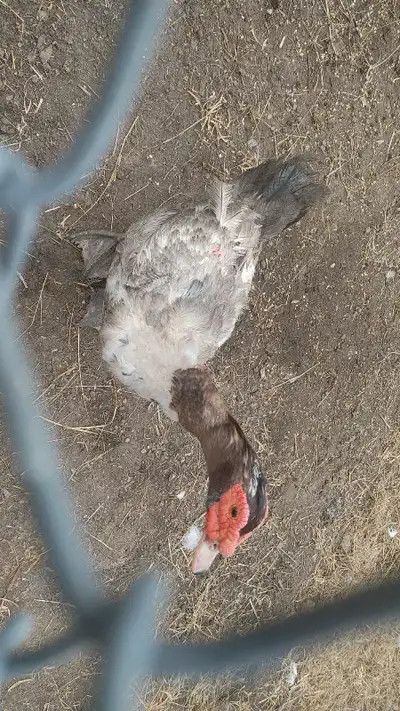 Muscovy Drake's spring 2023 hatches, View more