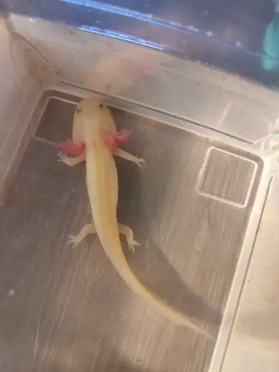 Size:Around 4 to 4.5 inches length. Health condition: eat well and healthy Food: blood worm and pell...
