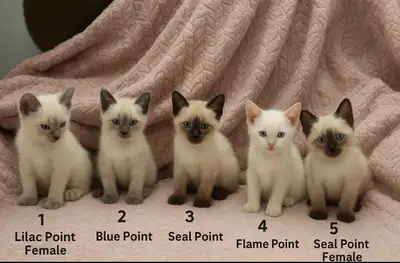 ✨ Siamese Kittens – Lilac, Blue, Seal & Flame Points, View more