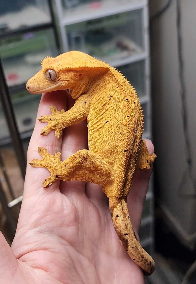 Female Dalmatian Crested Gecko in Reptiles & Amphibians for Rehoming in Belleville