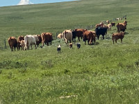 Tuck Blue Merle male! Open to offers