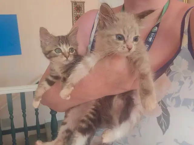 Siberian X Ragdoll Kittens