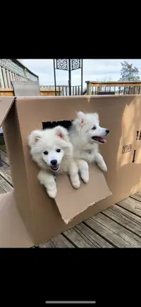 Pure Japanese Spitz puppies 