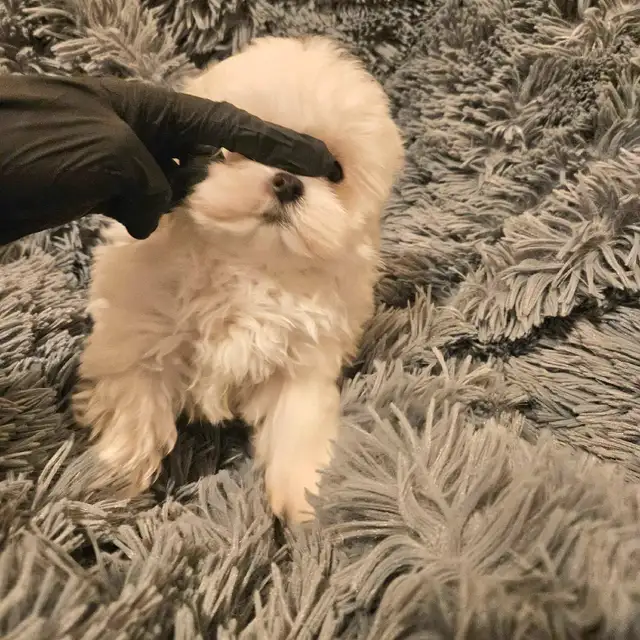purebred premium mini Korean Maltese puppies in Dogs & Puppies for Rehoming in Kitchener / Waterloo - Image 7