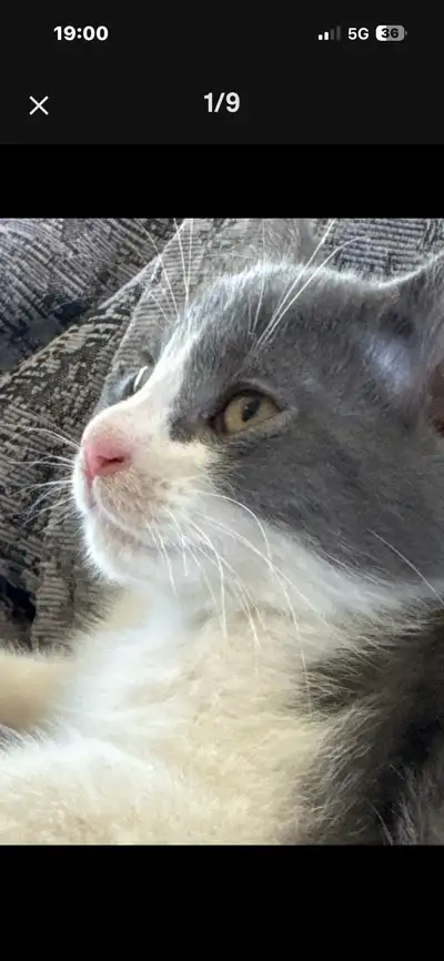 chaton munchkin x  patte courte maman, View more