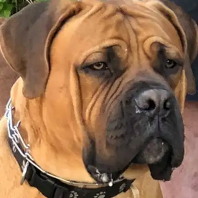South African Mastiff Pups, View more