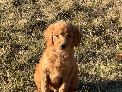 These gorgeous puppies have a goldendoodle mom and a moyen poodle dad. They are ¾ Poodle and ¼ Golde...