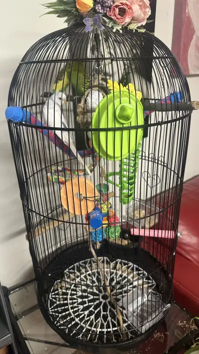 parrots for re-homing, View more