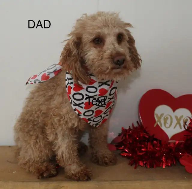 Mini Golden Doodles in Dogs & Puppies for Rehoming in Kitchener / Waterloo - Image 9