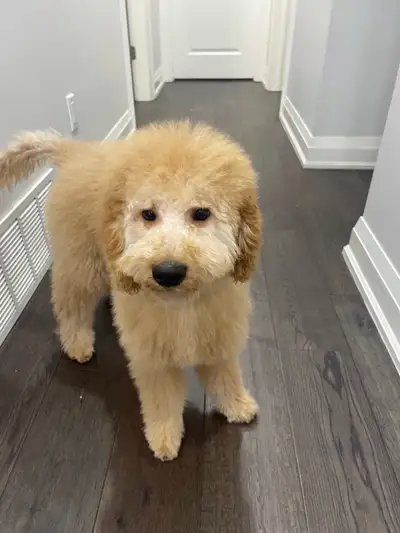 Puppy for sell, View more