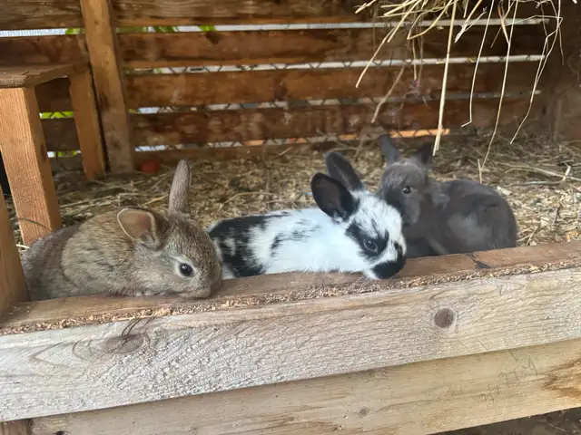 Bébé lapin nains croisés in Small Animals for Rehoming in Trois-Rivières - Image 8